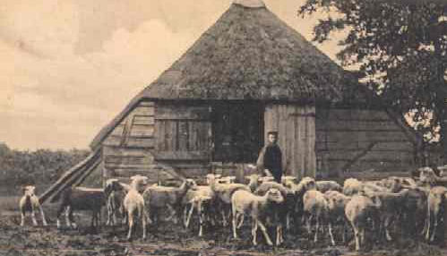 Schapen